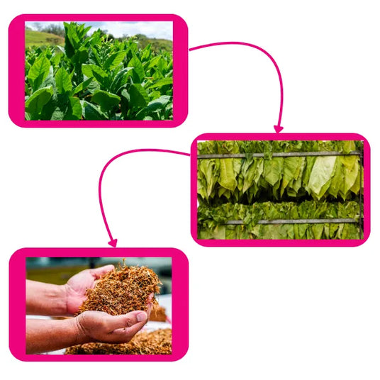 Tobacco Journey - From Plant To Drying Out