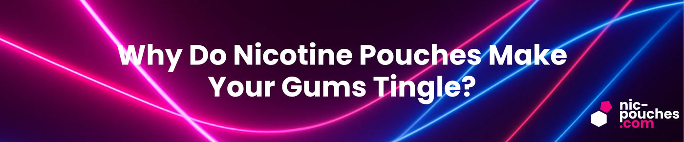 Why nicotine pouches make your gums tingle? Blog banner